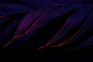tropical palm leaf background, glow in the dark color toned