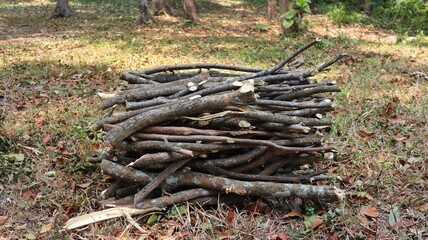 Fototapeta na wymiar A bunch of firewood in the forest. firewood logging.