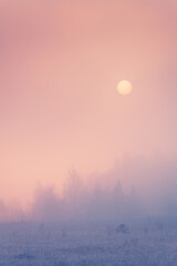 Winter forest at frosty foggy dawn. Frost-covered trees and sun with pink clouds.