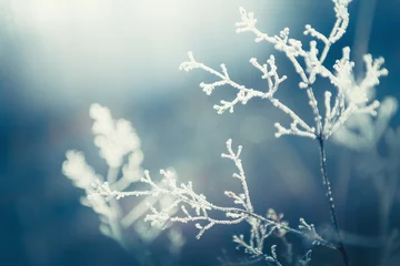 Keuken spatwand met foto Frost-covered plants in winter forest. Abstract winter nature background © smallredgirl