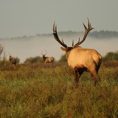 Rocky Mountain Elk Bull Rut Keeping an Eye on Competition 