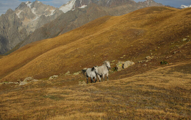 Horses graze against the background of mountains. Horses in the mountains.