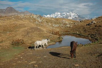 Horses graze against the background of mountains. Horses in the mountains.