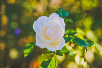 白い薔薇　サマーメモリーズ