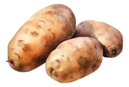 Watercolor potatoes isolated.