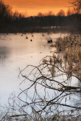 Frozen wetland Pond Landscape Ghent New York