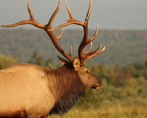 Regal Majestic Mountain Morning Rocky Mountain Elk Bull 
