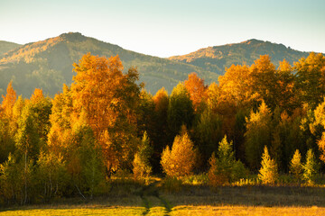 Yellow autumn forest in the mountains at sunset. Yellow trees in the evening sunlight
