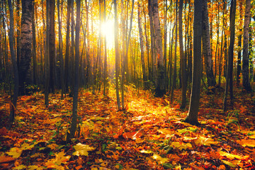 Fototapeta premium Yellow autumn trees in a forest at sunset. Fall foliage.