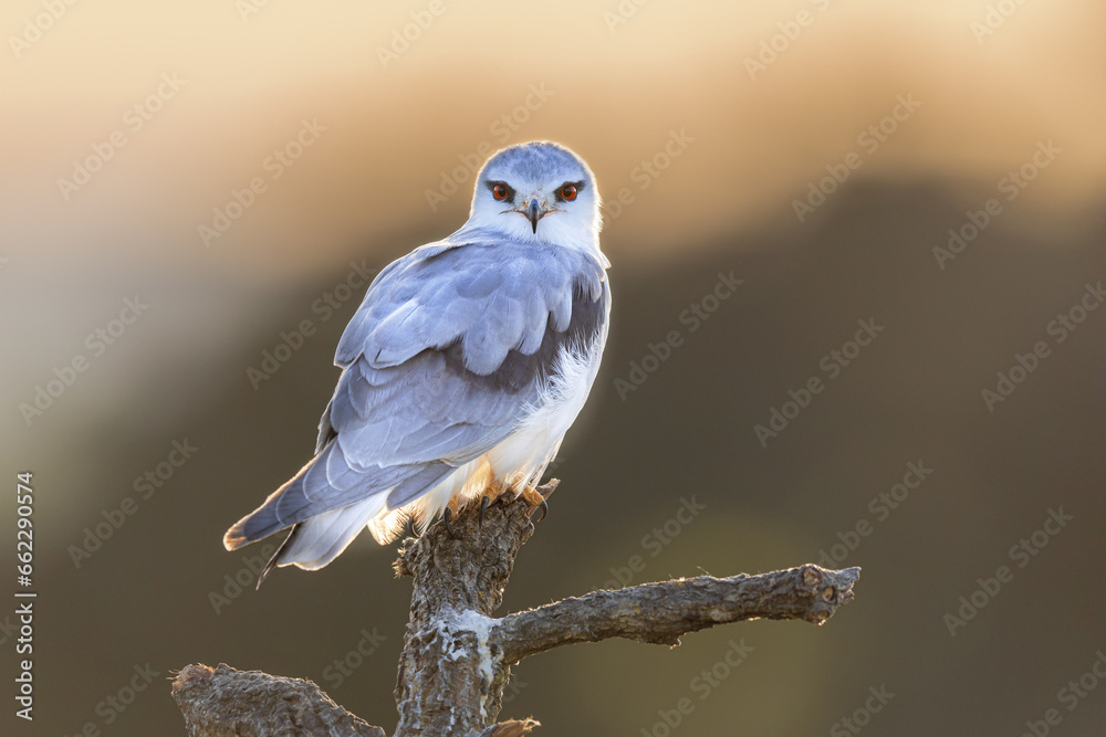 Wall mural Black Winged Kite on Bright Background