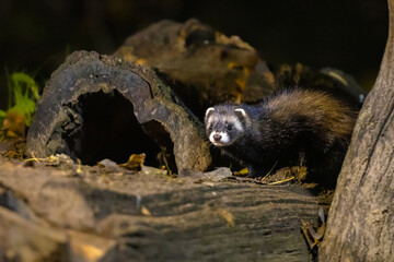 Polecat at night - Powered by Adobe