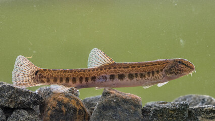 Spined loach in water
