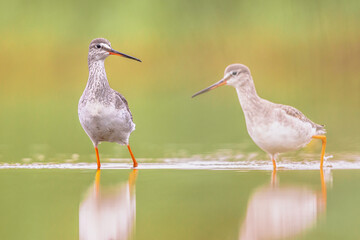 Spotted redshank foraging in shallow water