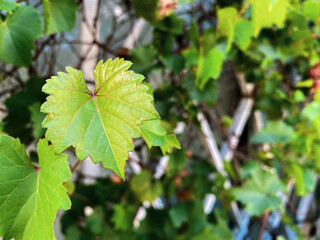 Natural green grape leaf in garden.