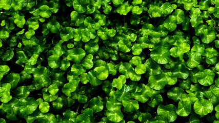 Green leaves with raindrops in the garden for background.