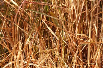 Texture of wilted Grass, Dry grass background