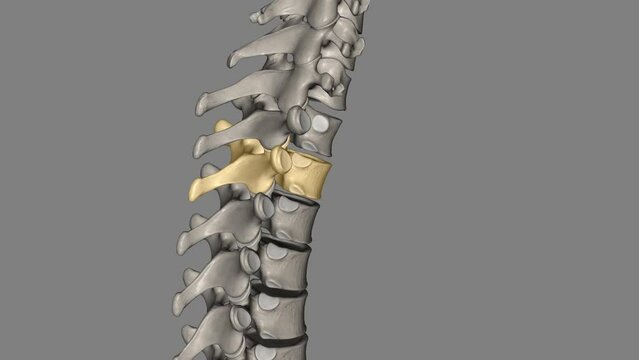 Twelve vertebrae are located in the thoracic spine and are numbered T-1 to T-12 .