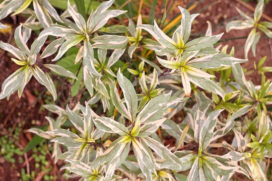 Full frame of Justicia gendarussa Burm.f. varigata (Gandarusa, daun rusa, or kisi-kisi) as the background theme of tropical nature