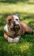 english bulldog puppy in the park sitting on the grass posing with his bone