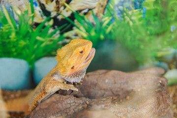 Obraz premium Pogona vitticeps, the central (or inland) bearded dragon, is a species of agamid lizard occurring in a wide range of arid to semiarid regions of Australia.