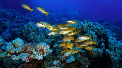 Underwater photo of school of fish at a coral reef