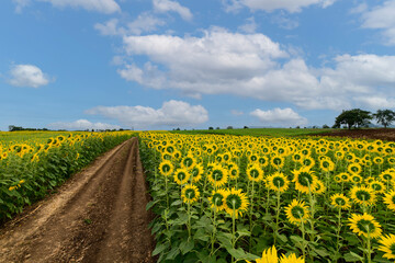 Back side of sunflower in sunflower field on summer with blue sky at Lop buri