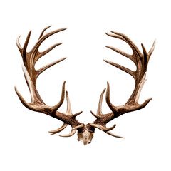 Deer antlers. Isolated on transparent background.  