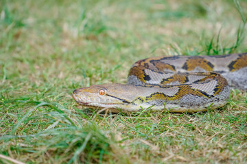 A portrait of a Python hunting on grass. big snake on grass. looking at camera