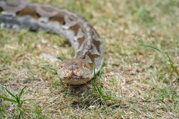 A portrait of a Python hunting on grass. big snake on grass. looking at camera