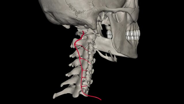 The deep cervical artery (Profunda cervicalis) is an artery of the neck .