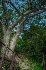 Vibrant leaf in natural environment among trees and plants with walk way near the small beach