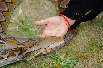 hand touching the python's head. big snake