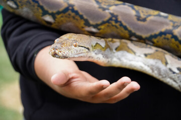 snake charmer holding a python