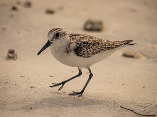 Sanderling walking on Florida beach at Honeymoon Island.