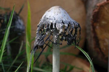 Single mushroom Coprinus comatus in the grass, named the shaggy ink cap, lawyer's wig, or shaggy mane. Blackworm dissolving into black goo.