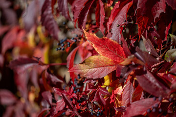 Leaves of wild grape against a stone wall during autumn in Sweden.  © rolf_52