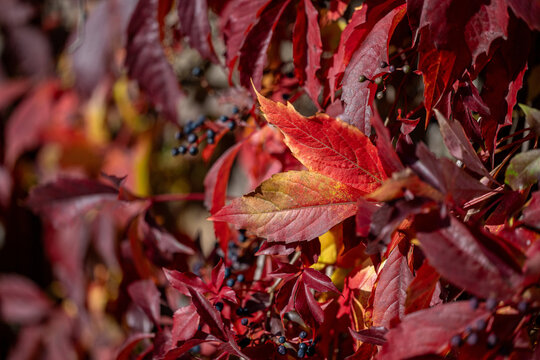 Leaves of wild grape against a stone wall during autumn in Sweden. 