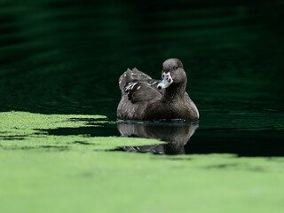 A closeup of an African black duck on a pond with a blurry background
