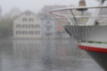 Spider Web