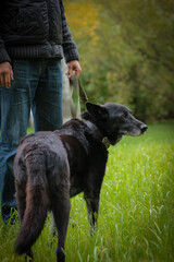 A man walks his domestic black dog in the park.