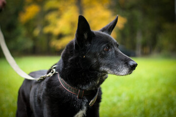 Black Dog Domestic dog walking in the park