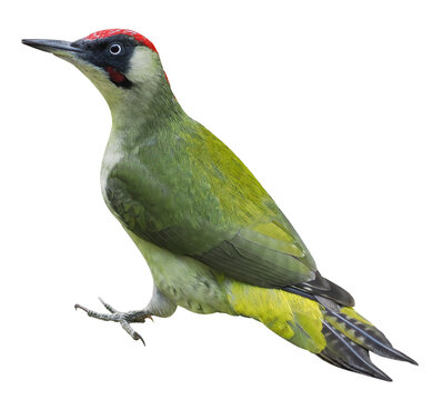 Male of European green woodpecker (Picus viridis), PNG, isolated on transparent Background	
