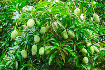 A bunch of mango with blur leaf background. Young mango. Closeup of Mangoes hanging, mango field,...