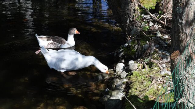 Geese in the pond near the Hubert Hotel, High Tatras, Slovakia.