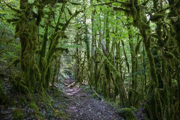 chemin dans une forêt humide