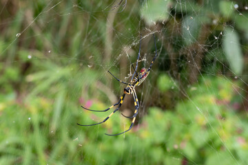 草むらに巣を張るジョロウグモ