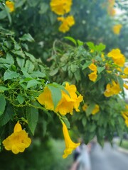 Obraz premium yellow leaves on a tree