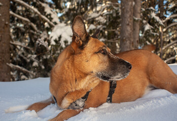 Perro pastor foto de perfil en la nieve 