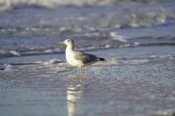 European herring gull (Larus argentatus) Laridae family. On the Baltic Sea near Zingst, Germany.
