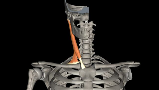 The sternocleidomastoid muscle is one of the largest and most superficial cervical muscles .
